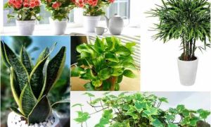 TOP 5 loài cây trồng vừa mang phong thủy lại phòng chống ung thư