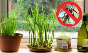 9 loại cây giúp thanh lọc không khí, khử mùi nhà bếp và lợi ích sức khỏe