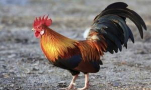 Chuyên gia chỉ cách chọn gà ngon dịp Tết