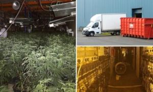 Ba người Việt bị nhốt như nô lệ trong trang trại cần sa ở Anh