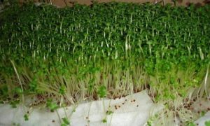 Cách trồng rau mầm không cần đất, 7 ngày sau có rau ăn mãi không hết