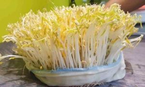 Mẹo làm giá đỗ bằng những vật dụng tiện lợi ngay tại nhà