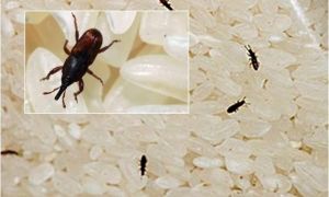 8 mẹo nhỏ tuy đơn giản nhưng có thể giải quyết được những vấn đề lớn trong nhà