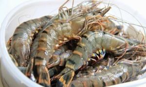 Bí quyết chọn tôm tươi ngon “bách phát bách trúng”