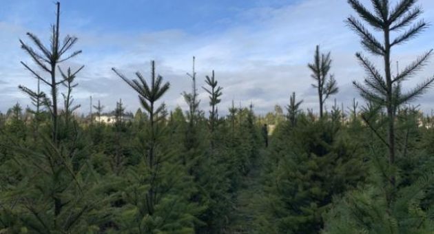 Giáng sinh ở xứ người giữa COVID-19