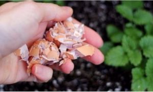 Vỏ trứng dùng xong đừng vội vứt đi, giữ lại làm việc này cực kỳ hiệu quả