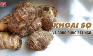 9 lợi ích tuyệt vời từ khoai sọ mà không phải ai cũng biết