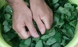 Vò nát rau ngót trước khi nấu là sai lầm: Rau mất chất, món ăn kém thơm ngon,...