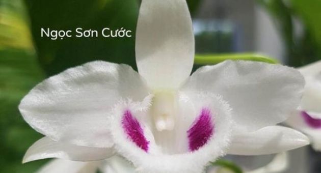 Nghi vấn quanh vụ mua bán lan var Ngọc Sơn Cước 250 tỷ ở Quảng Ninh