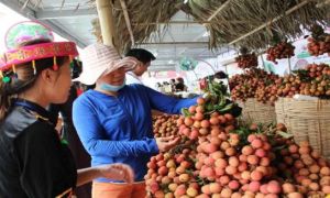Sản phẩm đầu tiên của Việt Nam được bảo hộ chỉ dẫn địa lý tại Nhật