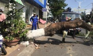 Cây phượng bật gốc đè người giữa trưa, lộ gốc mục ruỗng
