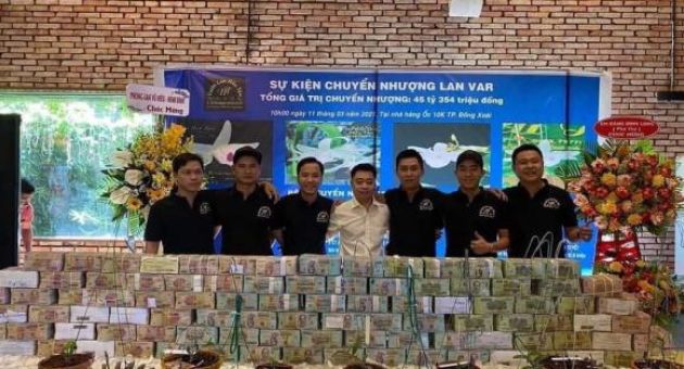 Mua bán lan đột biến giá trăm tỷ lại bùng phát