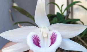 Cơn sốt lan đột biến có thể khiến nhiều người... đột quỵ