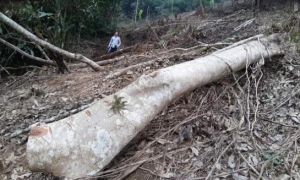 Phê bình giám đốc, cảnh cáo nhiều cán bộ để phá rừng đặc dụng Vườn quốc gia...