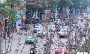 Hà Nội bỏ toàn bộ hàng phong lá đỏ trên đường Nguyễn Chí Thanh