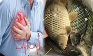 8 loại cá đại bổ, rẻ hơn thịt mà lại rất giàu vitamin, rất tốt cho não và tim,...