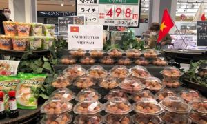 Gần 100.000 tấn vải thiều đã bán, giá xuất sang Nhật Bản 58.000 đồng/kg