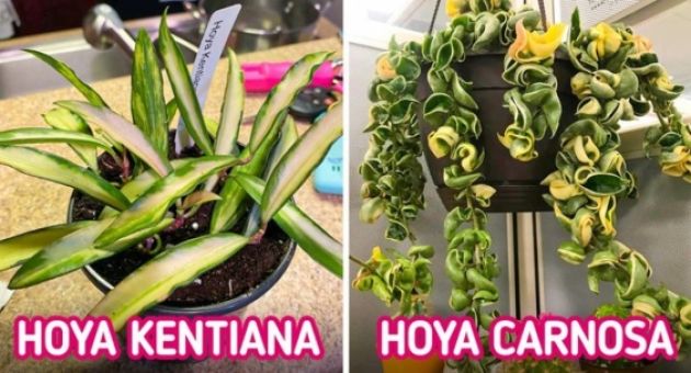 Những loại cây cảnh mang đến hương thơm cho ngôi nhà của bạn