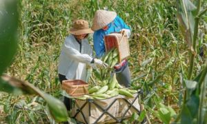 Bỏ phố về quê thời Covid-19