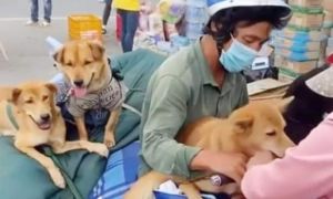 Cà Mau yêu cầu báo cáo vụ tiêu hủy 13 con chó của người về quê