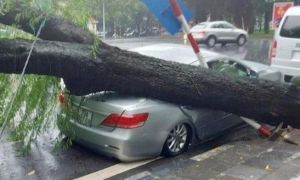 Cây cổ thụ bật gốc đổ đè bẹp xe Camry ở Hà Nội