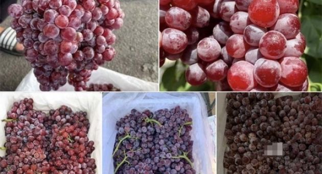 Nho Trung Quốc đổ về chợ Việt, có loại giá rẻ như khoai lang