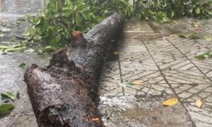 Cây xanh bật gốc đè trúng 2 mẹ con, bé 8 tuổi tử vong