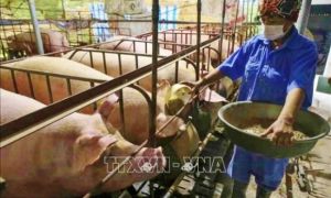 Đảm bảo nguồn cung thịt lợn cho dịp Tết Nguyên đán