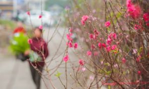 Chưa đến Tết, đào đã được bán trên đường phố Hà Nội