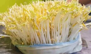 Mách chị em cách làm giá đỗ bằng khăn đơn giản đến không ngờ, giá trắng mập,...