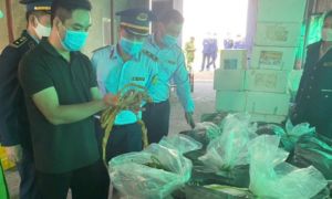 Kinh hoàng: 7,5 tấn lòng heo nhiễm dịch tả châu Phi suýt tuồn ra thị trường