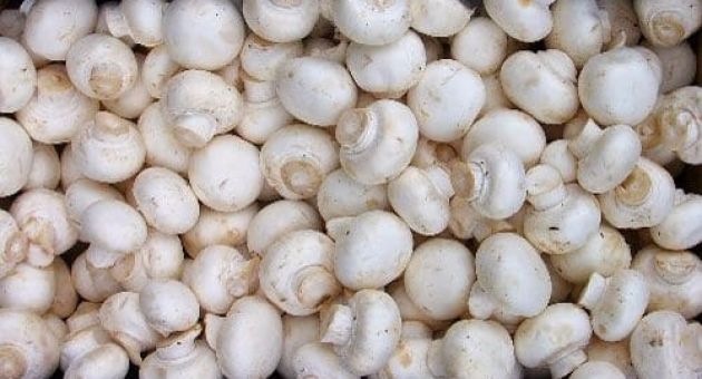 Trang trại nấm triệu đô của đôi vợ chồng Việt Kiều Canada