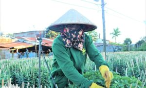 Nhà vườn dè dặt trồng cúc, nơm nớp lo dịch khiến nguy cơ mất Tết