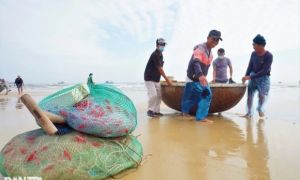 Bám biển vài tiếng, ngư dân thu tiền triệu nhờ ngón nghề