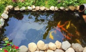 Bé gái 3 tuổi tử vong thương tâm trong bể cá cảnh của gia đình