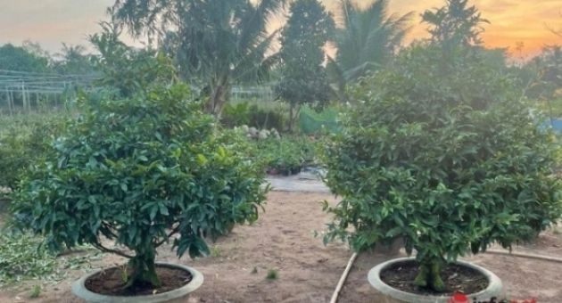 Đại gia Hà Nội chi gần trăm triệu mua cặp mai vàng chơi Tết