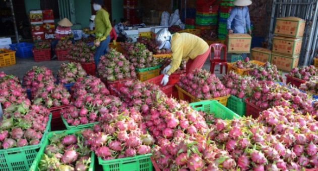 300.000 tấn thanh long cần tiêu thụ, vận động thương nhân Trung Quốc thu mua