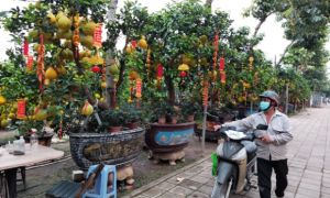 Bưởi Diễn miền Bắc 'đổ bộ' vào TP.HCM đón Tết