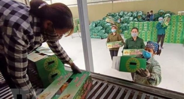 Phú Thọ xuất khẩu lô bưởi Đoan Hùng đầu tiên đi thị trường Nga