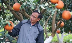 Loại quả từng dùng để