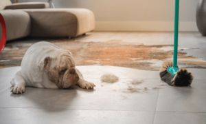 Lựa chọn sàn tốt cho ngôi nhà có thú cưng