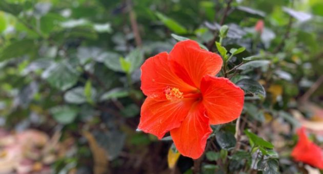 Người thứ ba hối hận vì đạp lên tất cả kết hôn với nhân tình