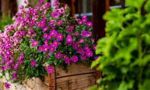 Bón phân cho cây cảnh cách này, đảm bảo cây cảnh tốt bời bời, hoa lá đều rực rỡ