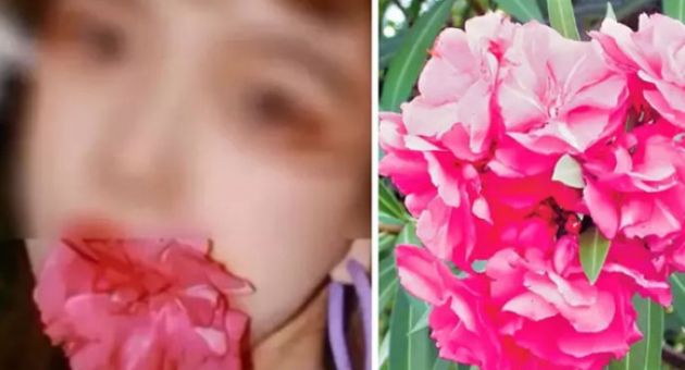 Trả giá vì trào lưu ngậm hoa có độc chụp ảnh