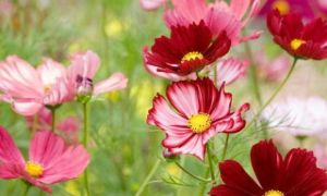 3 tuần tới đây, 3 con giáp hưởng lộc sâu dày, tiền về chật két