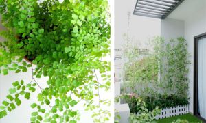 Những loại cây thích hợp trồng trên ban công