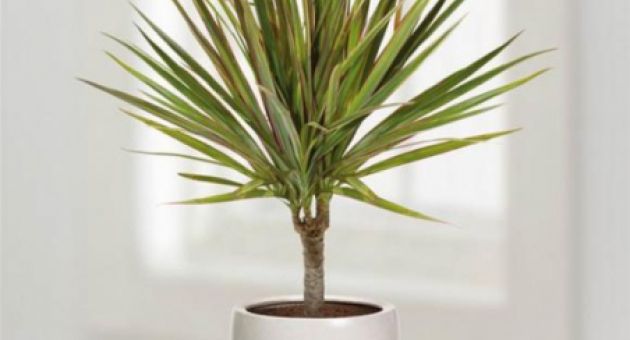 5 loại cây cảnh có thể sống khỏe như vâm ngay cả khi đặt ở góc tối nhất trong...