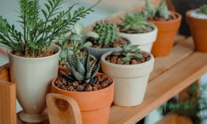 Những loại cây nhỏ trang trí cho nhà của bạn