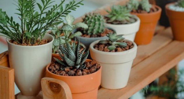 Những loại cây nhỏ trang trí cho nhà của bạn