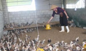 Từ bỏ ‘trời Tây‘, vợ chồng Việt kiều từ Séc về quê mang tiền tỷ làm... nông...